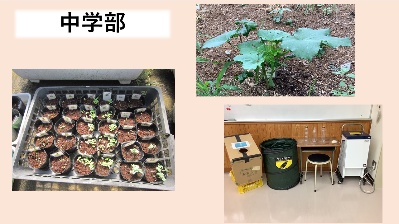 中学部